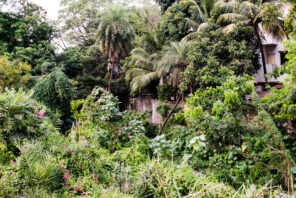 Natur in Pune, Indien (2015)