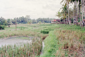 Ubud auf Bali, Indonesien (2016)