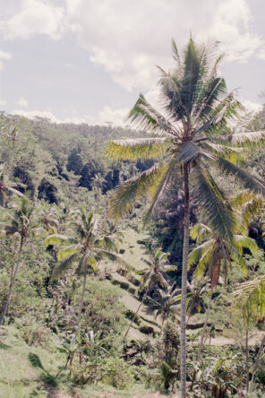 Ubud auf Bali, Indonesien (2016)