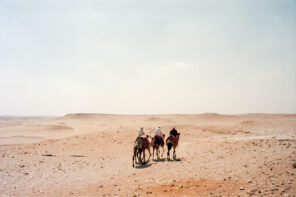 Kamele in Gizeh, Ägypten