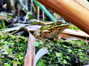 Frosch