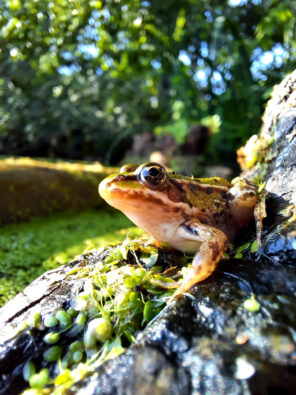 Frosch