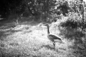 Ente