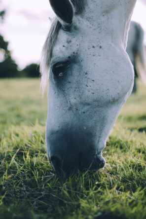 Pferd (Kopf)
